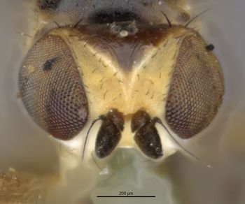 Media type: image;   Entomology 13351 Aspect: head frontal view